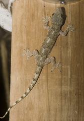 Hemidactylus platycephalus
