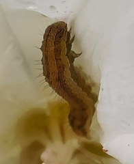 Helicoverpa armigera