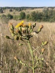 Hieracium virosum