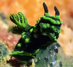 Nembrotha cristata