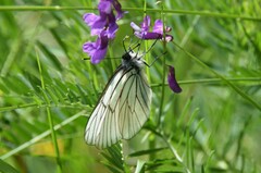 Aporia crataegi