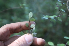 Neomyrtus pedunculata