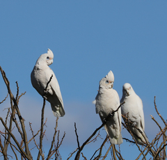 Cacatua sanguinea