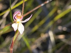 Caladenia alata