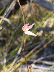Caladenia alata