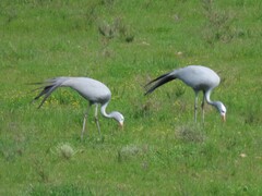 Anthropoides paradiseus