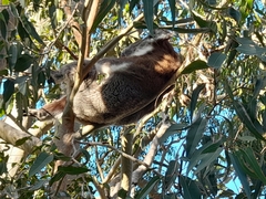 Phascolarctos cinereus