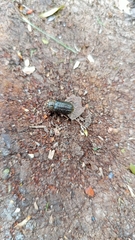 Sinodendron cylindricum