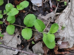 Veronica officinalis