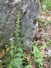 Veronica officinalis