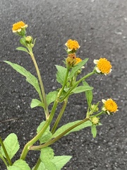 Bidens pilosa