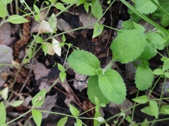Veronica officinalis