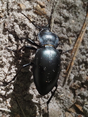 Carabus glabratus