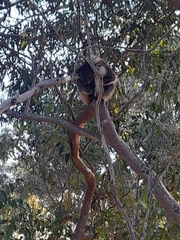 Phascolarctos cinereus