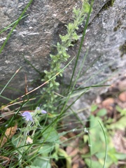 Veronica officinalis