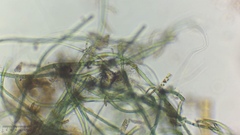 Cyanobacteria