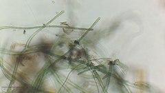 Cyanobacteria