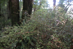 Neomyrtus pedunculata