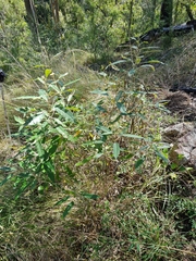 Astrotricha latifolia