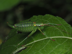 Barbitistes constrictus