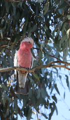 Eolophus roseicapilla