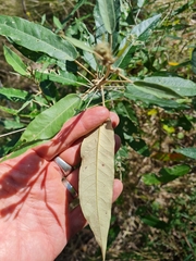 Astrotricha latifolia