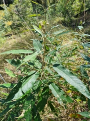 Astrotricha latifolia