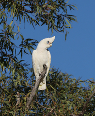 Cacatua sanguinea