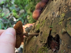Kuehneromyces mutabilis