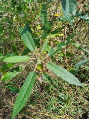 Astrotricha latifolia