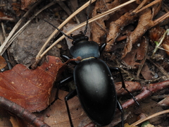 Carabus glabratus