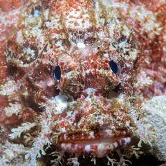 Scorpaenopsis oxycephalus