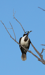 Entomyzon cyanotis