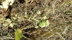 Hylotelephium maximum ruprechtii