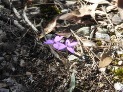 Glossodia minor