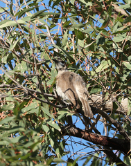 Philemon citreogularis