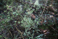 Neomyrtus pedunculata