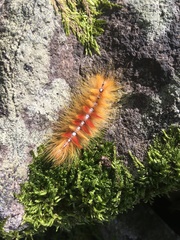 Acronicta aceris