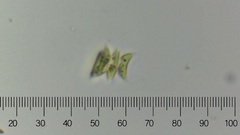 Tetradesmus