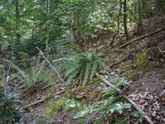 Polystichum aculeatum