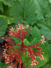 Clerodendrum paniculatum