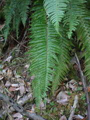 Polystichum aculeatum
