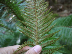 Polystichum aculeatum