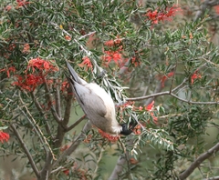 Philemon corniculatus