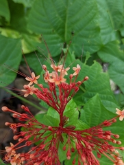 Clerodendrum paniculatum