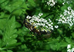 Macrophya montana