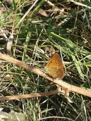 Lycaena virgaureae