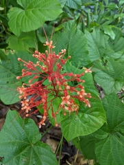 Clerodendrum paniculatum