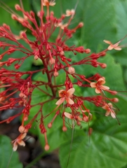 Clerodendrum paniculatum