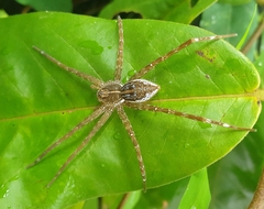 Dolomedes mizhoanus